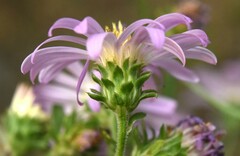 Symphyotrichum subspicatum