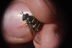Chrysotoxum