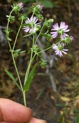 Symphyotrichum subspicatum