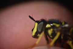 Chrysotoxum