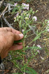 Symphyotrichum subspicatum