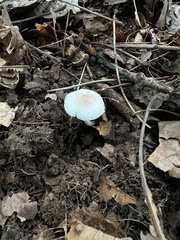 Leucocoprinus