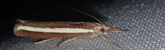 Agriphila latistria