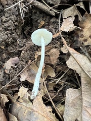 Leucocoprinus