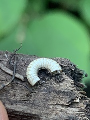 Diplopoda