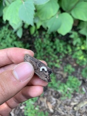 Diplopoda