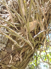 Brassavola tuberculata