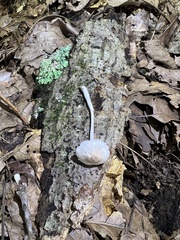 Leucocoprinus