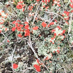 Cladonia cristatella