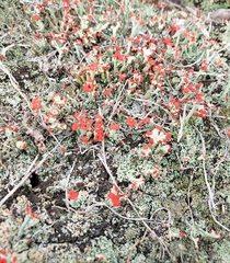 Cladonia cristatella
