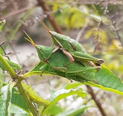 Sphenarium purpurascens