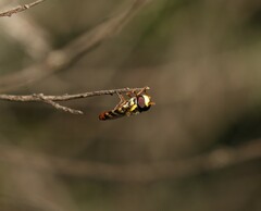 Ischiodon scutellaris