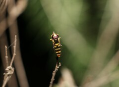 Ischiodon scutellaris