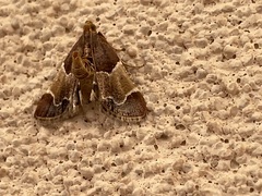Pyralis farinalis