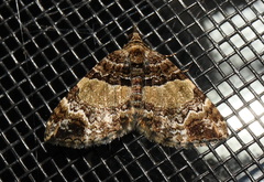 Chrysolarentia phaedra