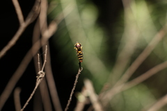 Ischiodon scutellaris