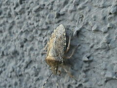 Rhaphigaster nebulosa