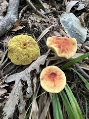 Xerocomus illudens