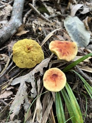 Xerocomus illudens