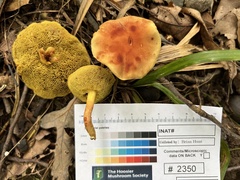 Xerocomus illudens