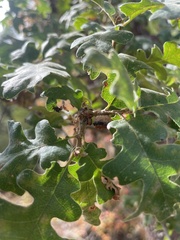 Disholcaspis eldoradensis