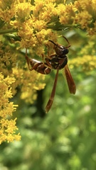 Polistes fuscatus