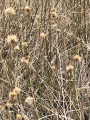 Bebbia juncea