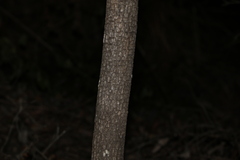 Corymbia tessellaris