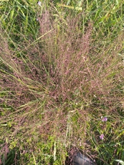 Eragrostis spectabilis