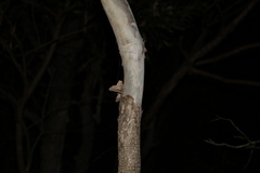 Corymbia tessellaris