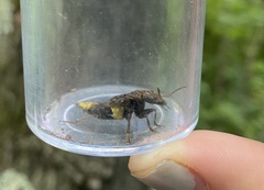 Ontholestes cingulatus