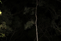 Corymbia tessellaris