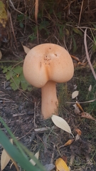 Cystoderma amianthinum