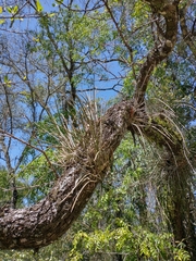 Brassavola tuberculata