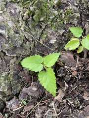 Moraceae