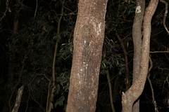Corymbia tessellaris