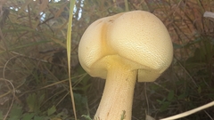 Cystoderma amianthinum