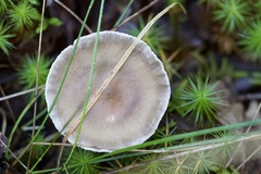 Cantharellula umbonata