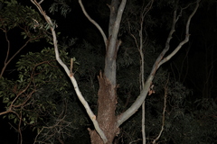 Corymbia tessellaris