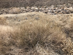 Bebbia juncea