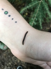 Cylindroiulus caeruleocinctus