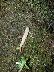 Clavariaceae