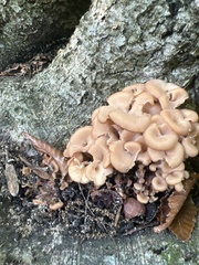 Hohenbuehelia petaloides