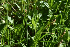 Senecio triangularis