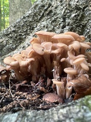 Hohenbuehelia petaloides