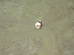 Tachybaptus ruficollis capensis