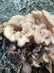 Hohenbuehelia petaloides