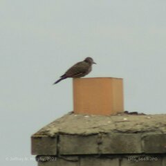 Colaptes auratus cafer