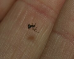 Argyrodes antipodianus