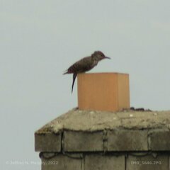 Colaptes auratus cafer